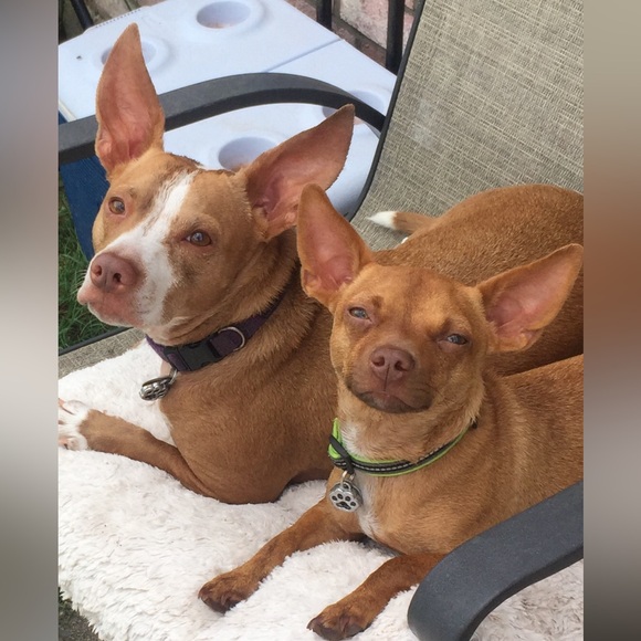 Meet your Posher, Dana - Picture 4 of 4